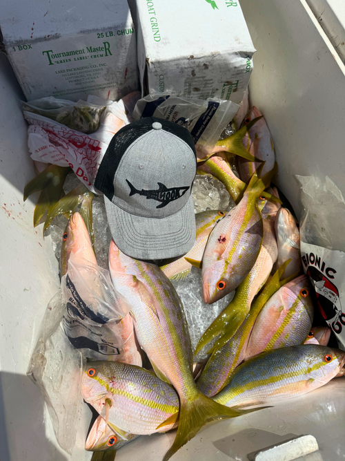 Off The Hook Costal Shark Snapback